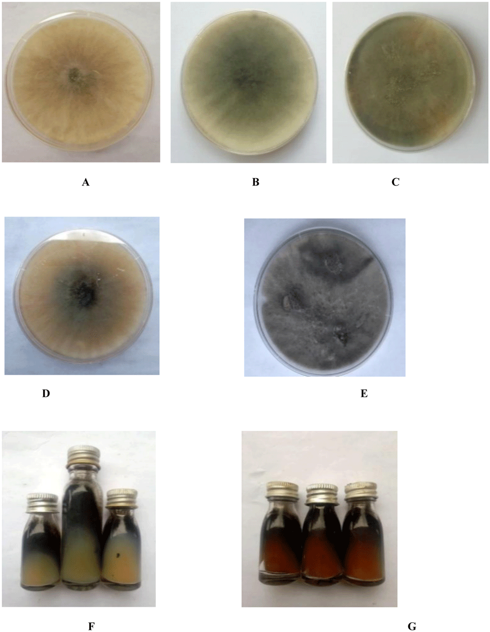 Botryoid Process Cultural-morphology and molecular analysis... | Open Research Europe