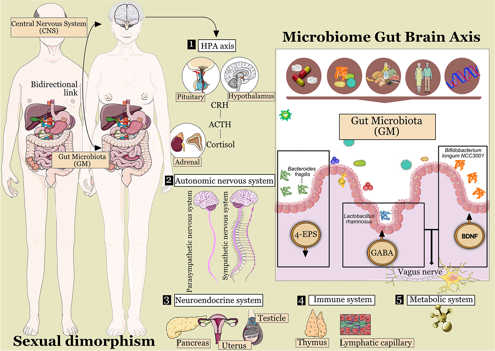 The gut microbiota-brain axis role in... | Open Research Europe