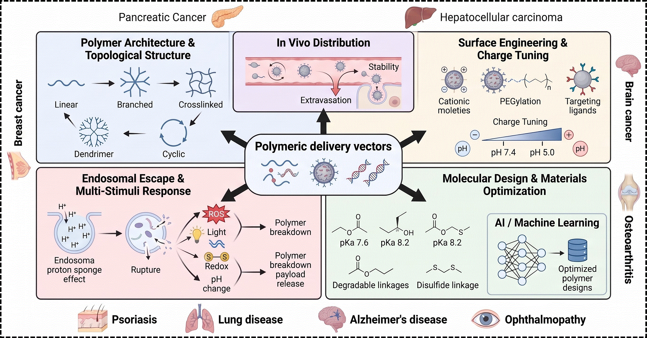 Engineering Polymeric Vectors for Nucleic | Open Research Europe